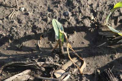 EFFECTS OF FROST & FREEZE CONDITIONS ON YOUNG CORN